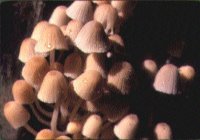 apkal Mantarlar - ABECE Bilim