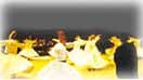 mevlana2.jpg (8583 bytes)